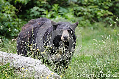 North American Black Bear - North Carolina Stock Photo