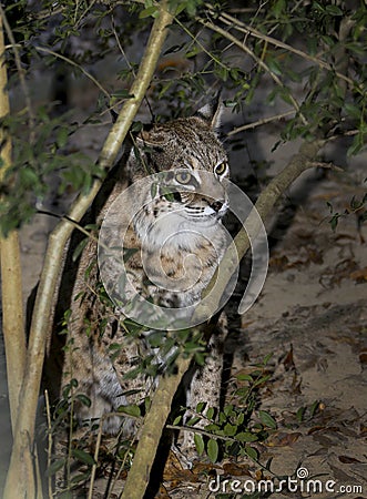 North American Bobcat - Hides in Bushes Stock Photo