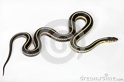 North American common Garter snake Stock Photo