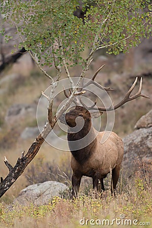 North American elk Stock Photo