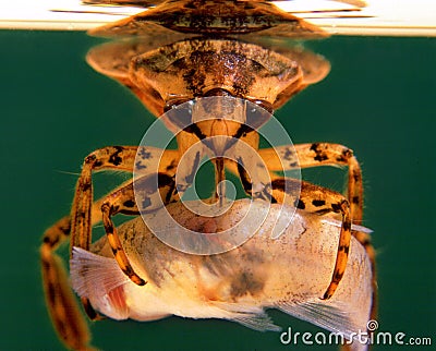 North American Giant Water Bug Enjoying a Fish Dinner Stock Photo