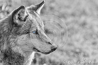 North American Gray Wolf WIth Blue Eyes Stock Photo