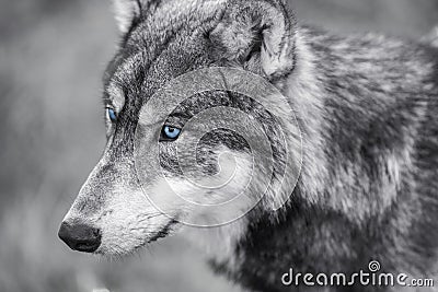 North American Gray Wolf WIth Blue Eyes Stock Photo
