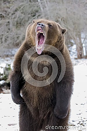 North American Ninja Bear Stock Photo