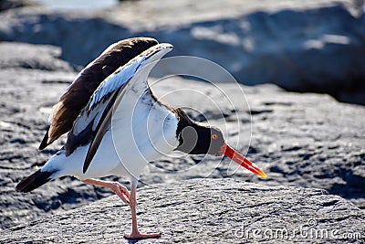 North American Oyster Eater Stock Photo