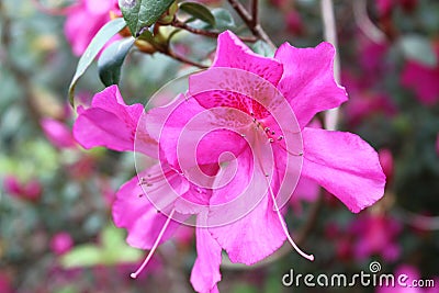 North American Pink Azalea flower Stock Photo