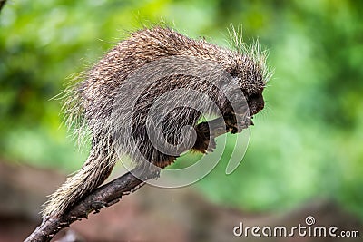 North American porcupine on a branch Stock Photo