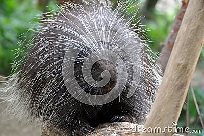 North American Porcupine Stock Photo