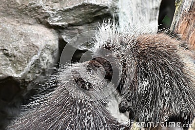 North american porcupines in love Stock Photo