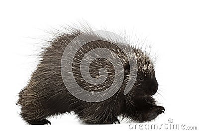 North American Porcupine walking Stock Photo