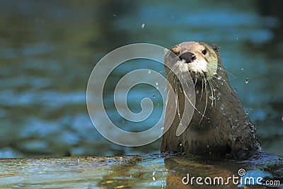 North american river otter Stock Photo