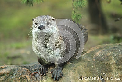 North American river otter Stock Photo