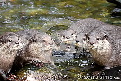 North American RIVER OTTER Lontra canadensis Stock Photo