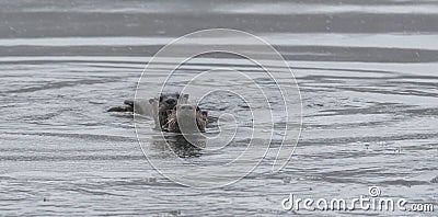 North American river otters Lontra canadensis swimming and fishing in the wild. Stock Photo