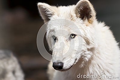 North American Wolf Stock Photo