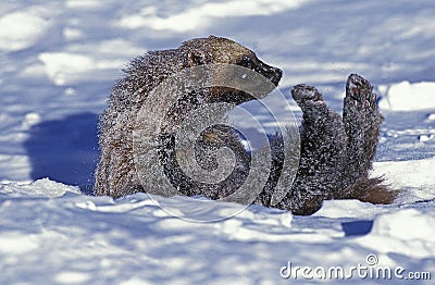 NORTH AMERICAN WOLVERINE gulo gulo luscus, ADULT ROLLING IN SNOW, CANADA Stock Photo