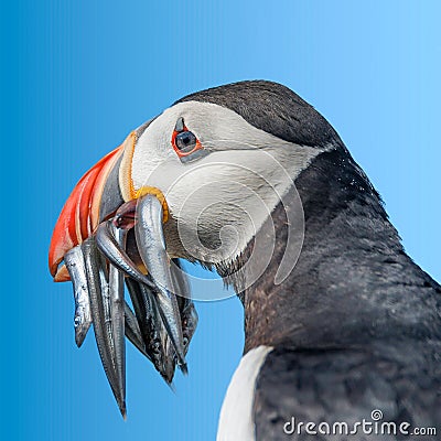 North Atlantic puffins at Faroe island Mykines Stock Photo