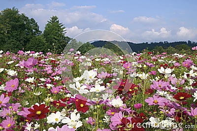 North Carolina Cosmos Flowers in September Stock Photo