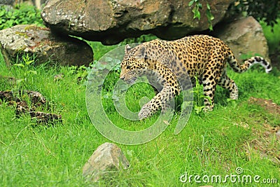 North China leopard Stock Photo