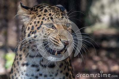 North chinese leopard close up Stock Photo