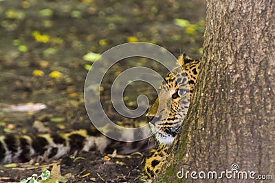 North Chinese leopard in the hide of a tree Stock Photo