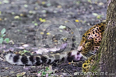 North Chinese leopard in the hide of a tree Stock Photo