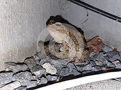 North European white brown toad from garden illuminated by close light. It sits quietly next to concrete wall and breathes. Big Stock Photo