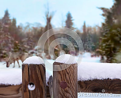 A reindeer in winter at a tent in Lapland. In the foreground is a wooden fence. Stock Photo