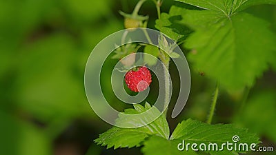 North forest ripe wild strawberry. Ripe red wild strawberry berry on a bush among grass in forest. Close up. Stock Photo