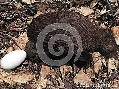 North Island brown kiwi Stock Photo