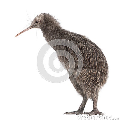 North Island Brown Kiwi, Apteryx mantelli Stock Photo