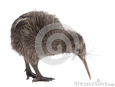 North Island Brown Kiwi, Apteryx mantelli Stock Photo