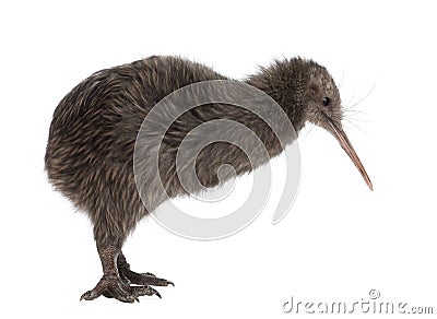 North Island Brown Kiwi, Apteryx mantelli Stock Photo