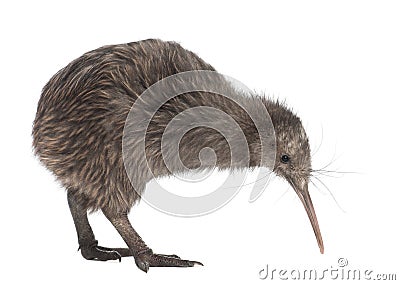 North Island Brown Kiwi, Apteryx mantelli Stock Photo