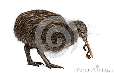 North Island Brown Kiwi eating an Earthworm Apteryx mantelli Stock Photo