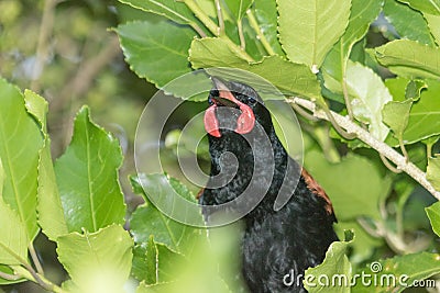 Saddleback Endemic Wattlebird of New Zealand Stock Photo