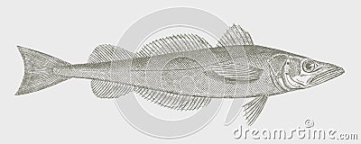 North Pacific hake merluccius productus, marine fish Vector Illustration