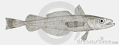 North pacific hake in side view Vector Illustration