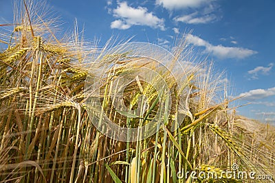 North Rhine-Westphalia, grain field, barley field, spik Stock Photo