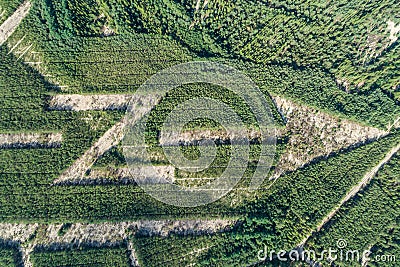 North sign made from trees aerial drone photo Stock Photo