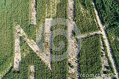 North sign made from trees aerial drone photo Stock Photo