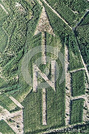 North sign made from trees aerial drone photo Stock Photo