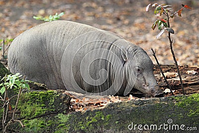 North sulawesi babirusa Stock Photo