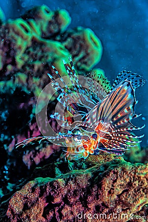 North Sulawesi,Indonesia,Lionfish on reef Stock Photo