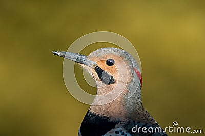Norther Flicker closeup looking left with natural green earthy tones Stock Photo
