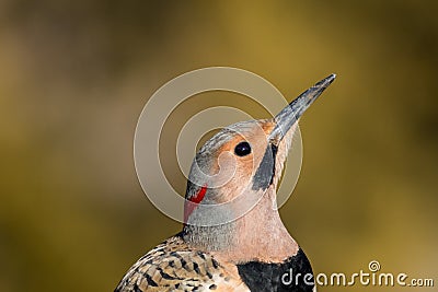 Norther Flicker closeup looking right with natural green earthy tones Stock Photo