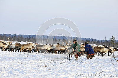Northern aboriginals. Russia. Yamal. Nadym. Editorial Stock Photo