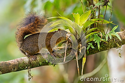 Northern Amazon Red Squirrel - Sciurus igniventris Stock Photo