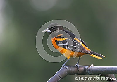 Northern Baltimore Oriole Stock Photo