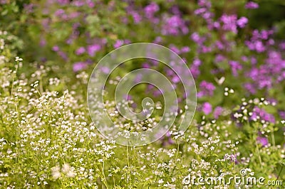 Northern Bedstraw Galium Boreale flowers in forest Stock Photo